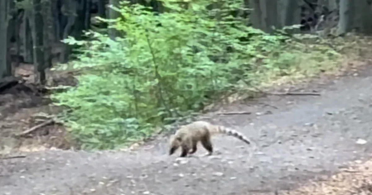 Elszökött ormányos medvét keresnek a Börzsönyben
