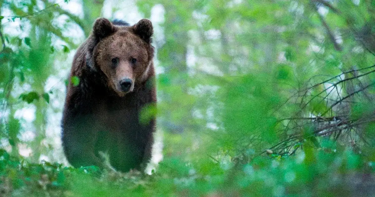 Két medve járja a magyar–ukrán határvidéket