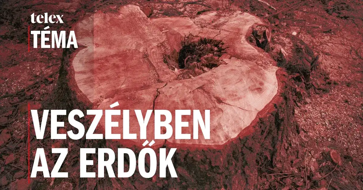 Ha így folytatódik, erdőink sztyeppévé válhatnak