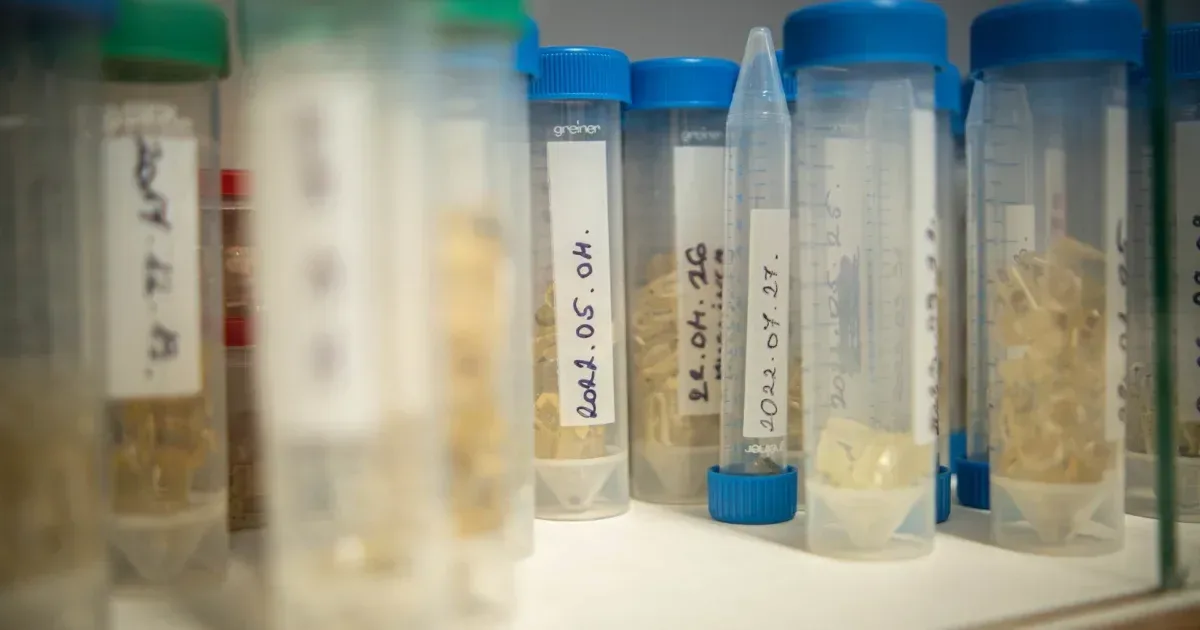 mRNS-alapú immunterápiát fejlesztenek a szegedi kutatók